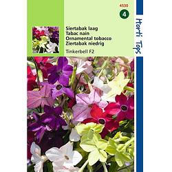 Foto van Hortitops - 2 stuks nicotiana nana tinkerbell gemengd