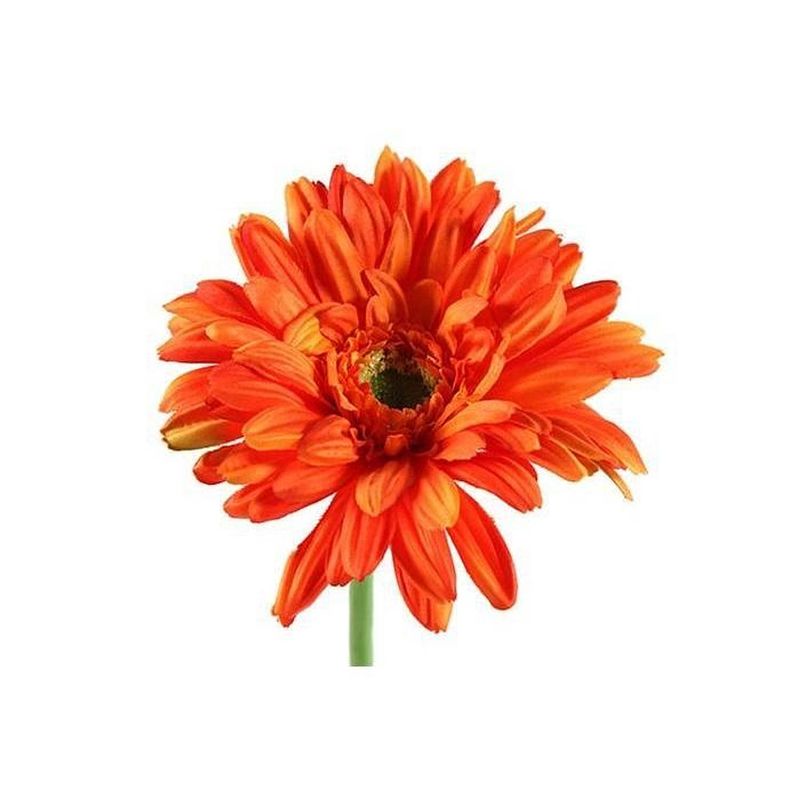 Foto van Gerbera leanne oranje - 63 cm