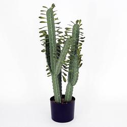 Foto van Cactus window rock xl met pot