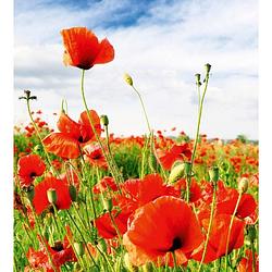 Foto van Dimex red poppies vlies fotobehang 225x250cm 3-banen