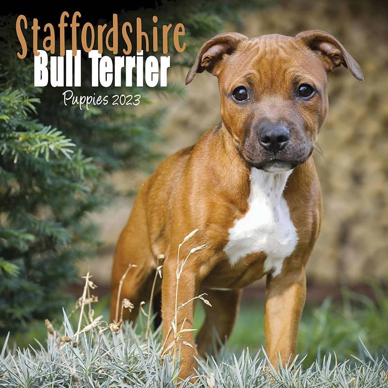 Foto van Staffordshire bull terrier kalender 2023 mini