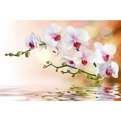 Foto van Dimex white orchid vlies fotobehang 375x250cm 5-banen